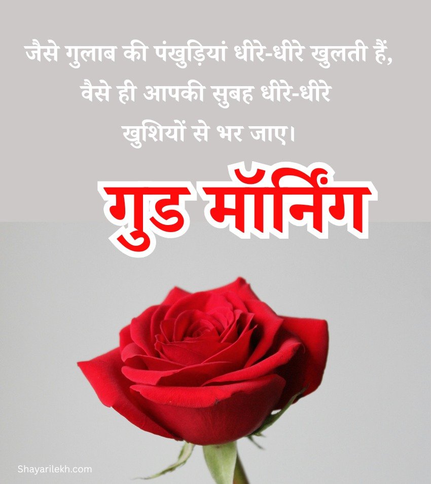 Best Good Morning Gulab Images For Sharing