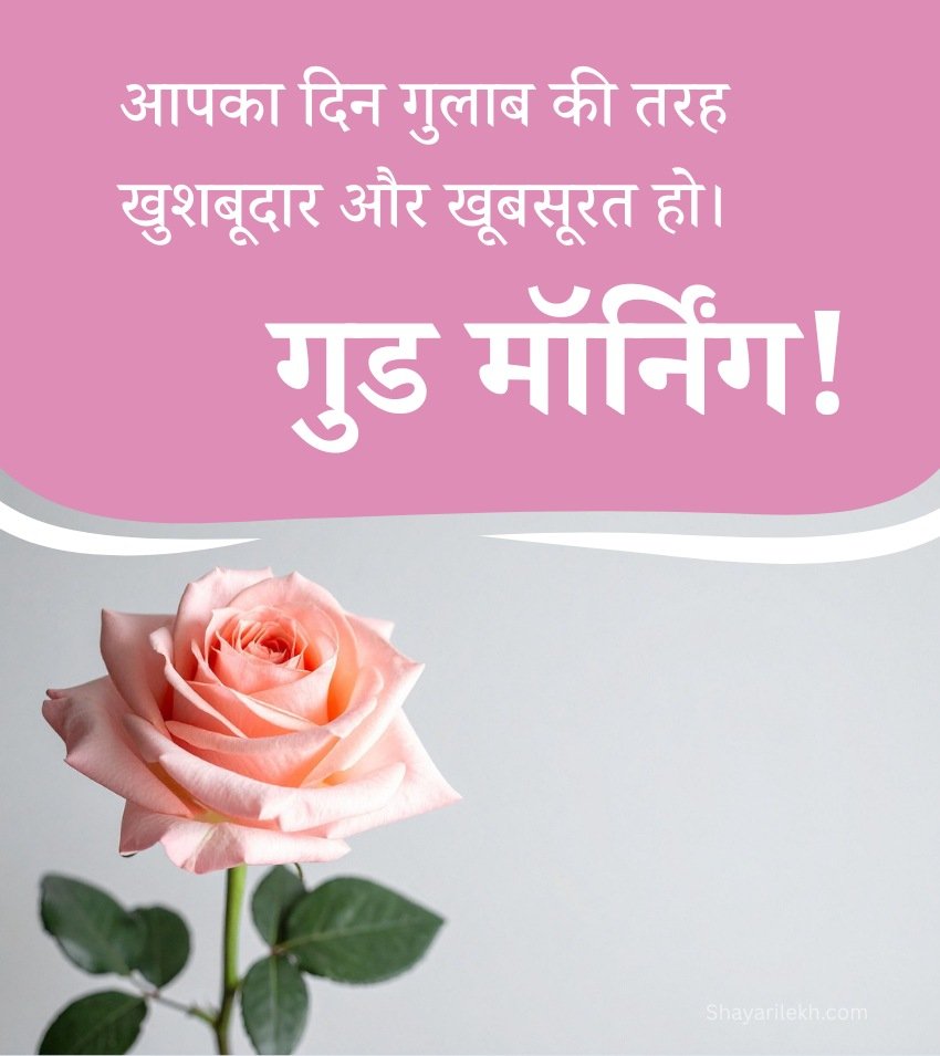 Best Good Morning Pink Rose Images For Sharing
