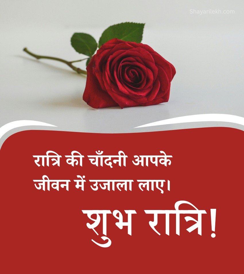 Sweet Rose Good Night Status For WhatsApp
