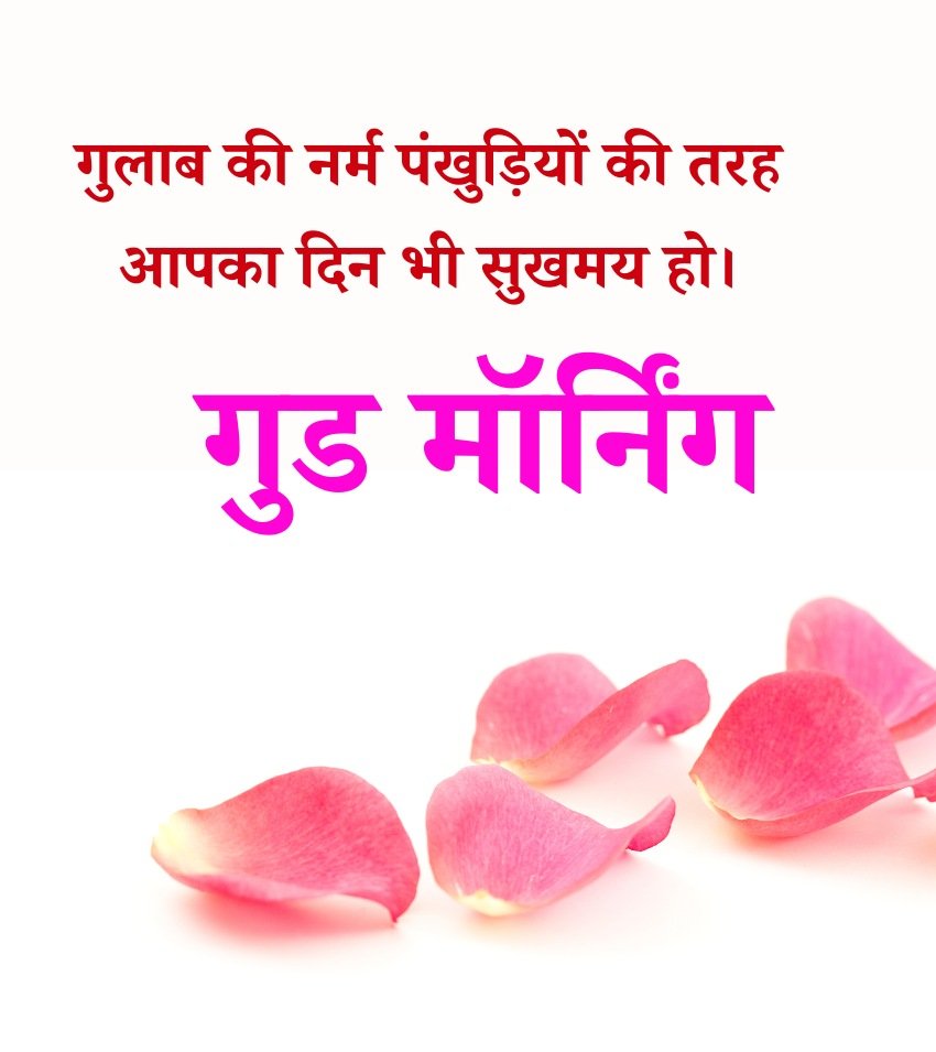 Best Good Morning Gulab Images For Sharing