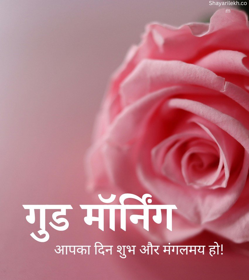 Fresh Rose Flower Morning Images Hindi